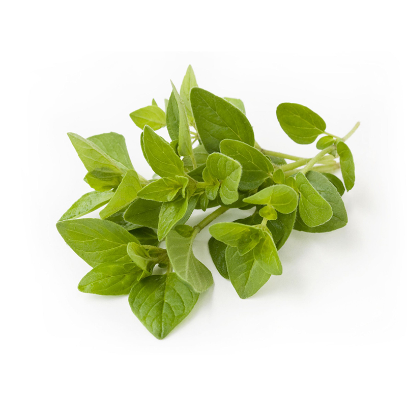 OREGANO FRESCO 