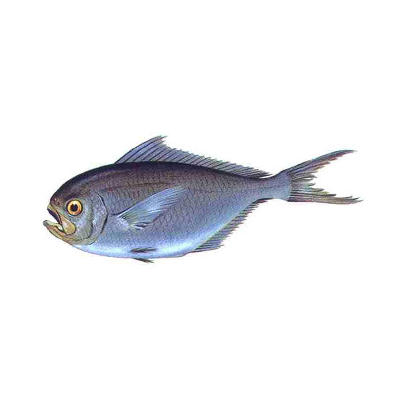 Palometa  