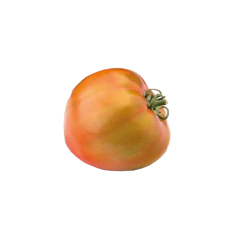 TOMATE OPTIMA