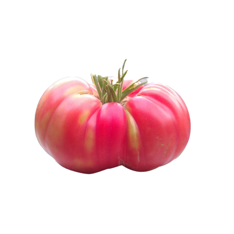 TOMATE ROSADO 
