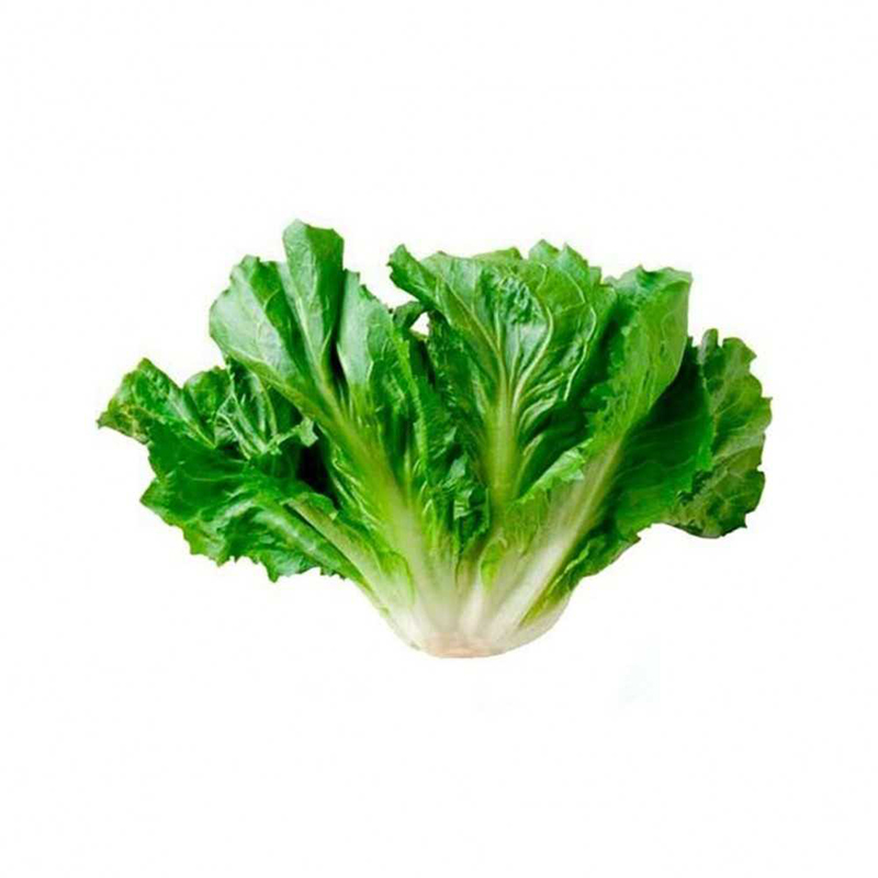 ESCAROLA UND