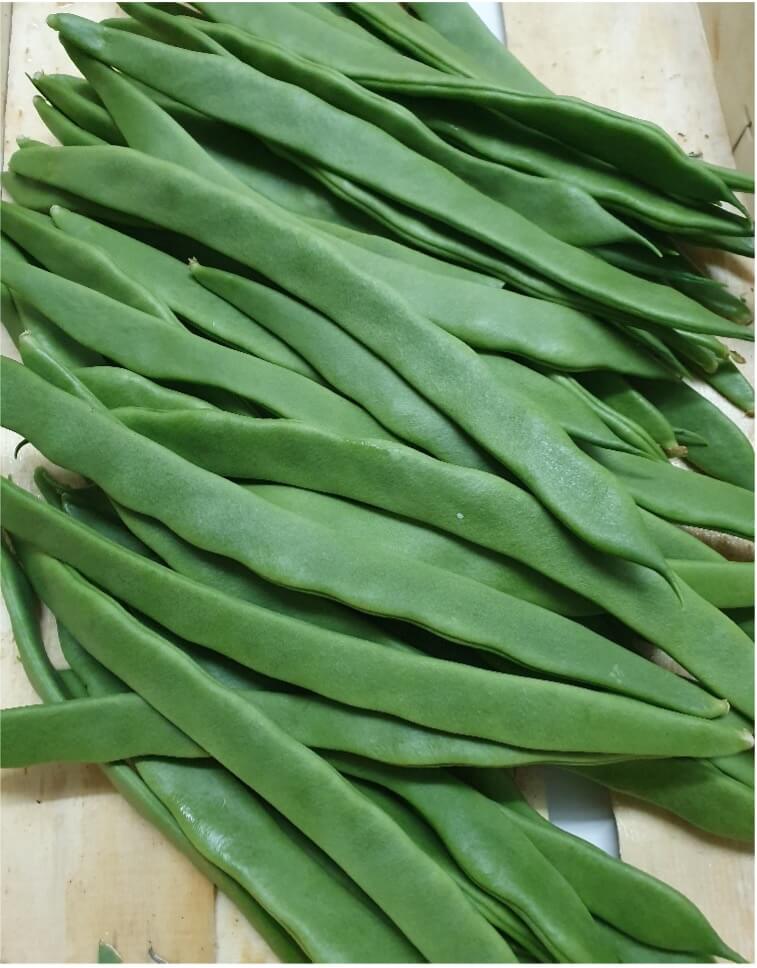 JUDIA PLANA VERDE