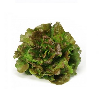 LECHUGA MARAVILLA