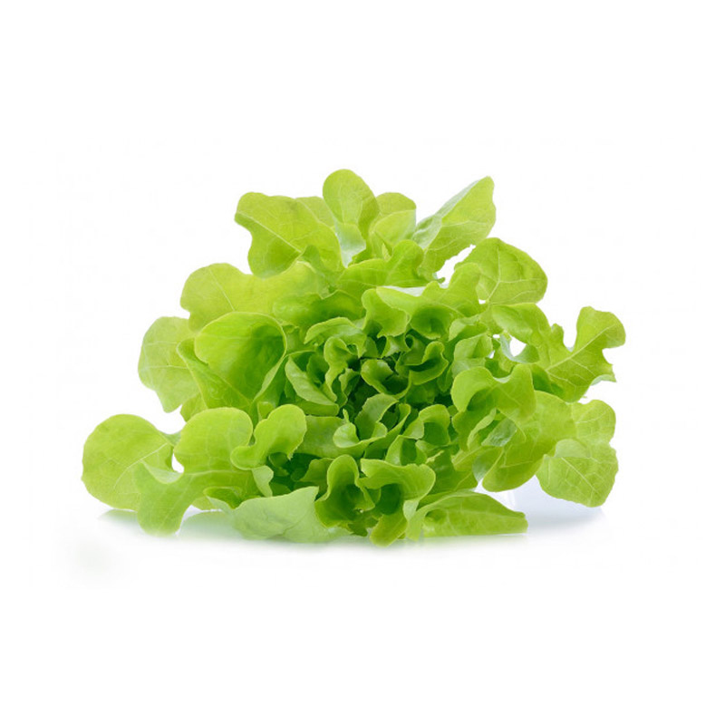 Enciam roure