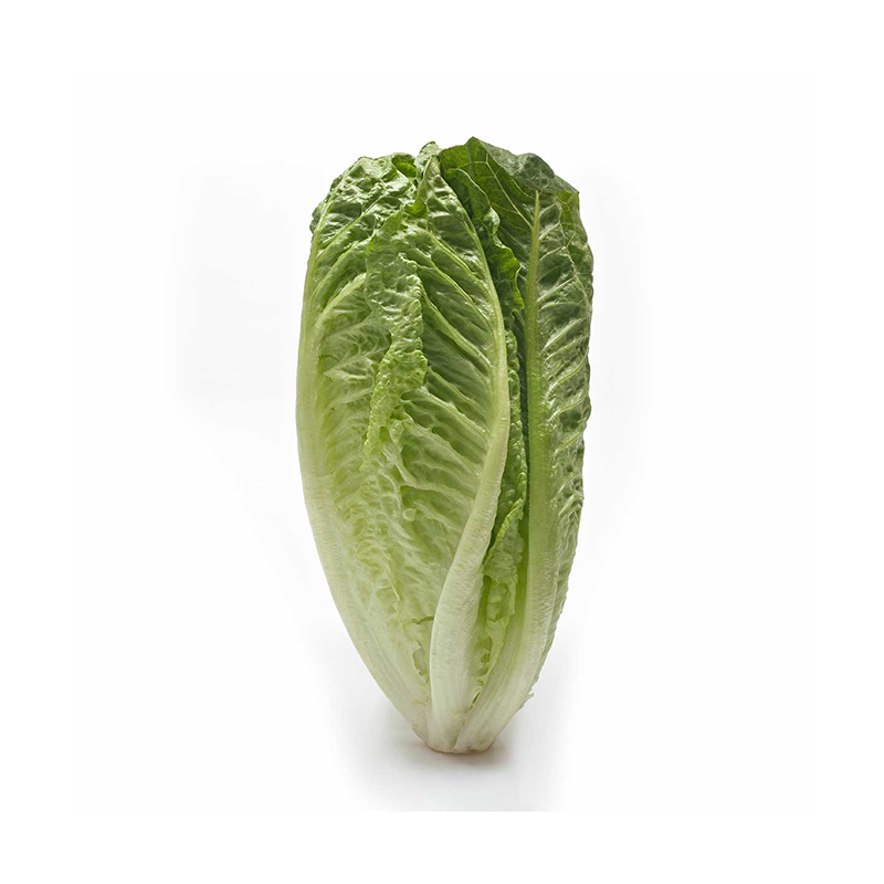 LECHUGA ROMANA