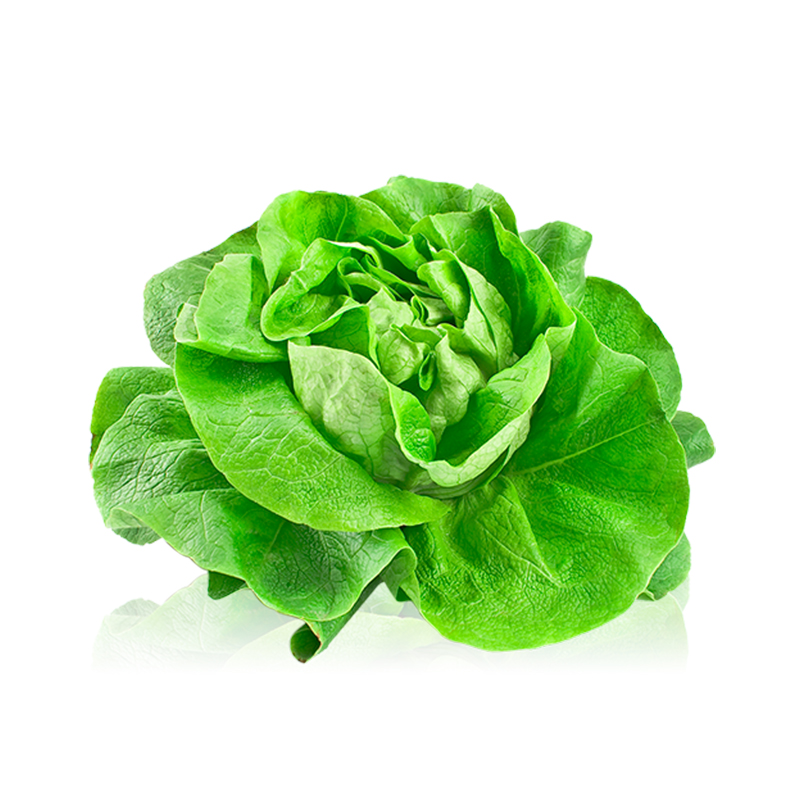 LECHUGA TROCADERO