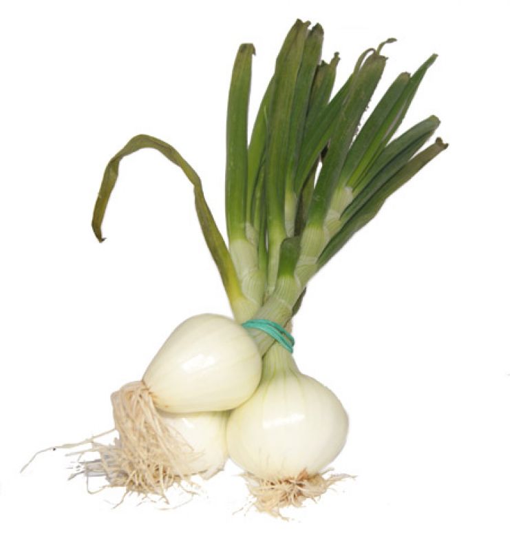 CEBOLLA TIERNA