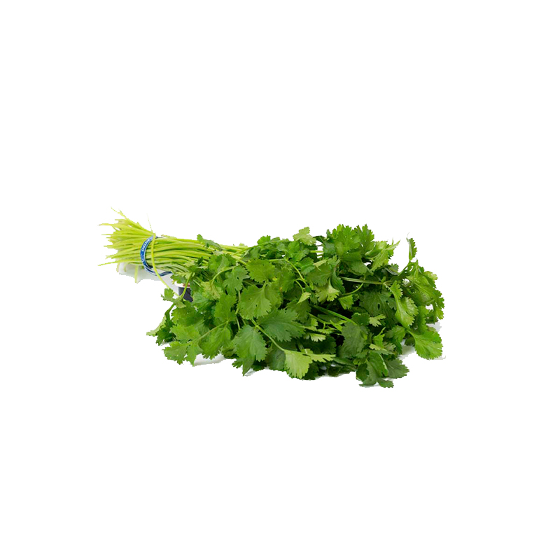 CILANTRO MANOJO