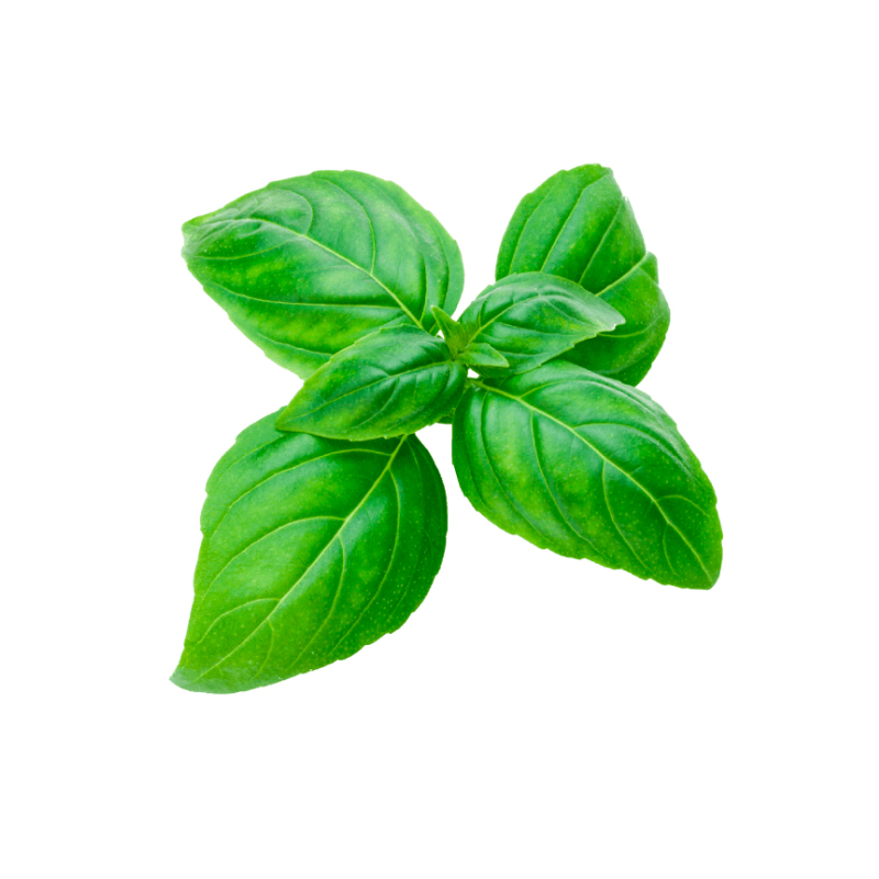 ALBAHACA FRESCA