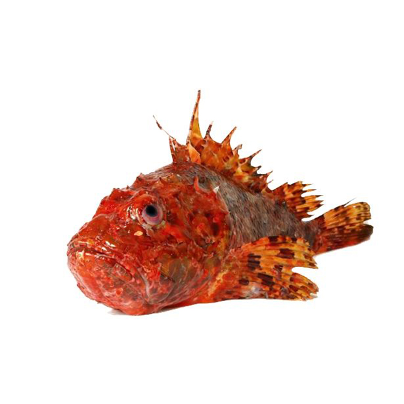 Cap de Xai a Pas Lent  