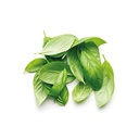 ALBAHACA HOJA CORT. FINCA LA MESA GRANEL